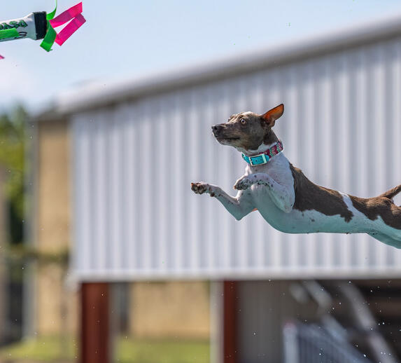 Flying Iris