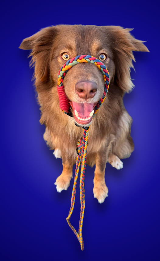 Bosco in Blue