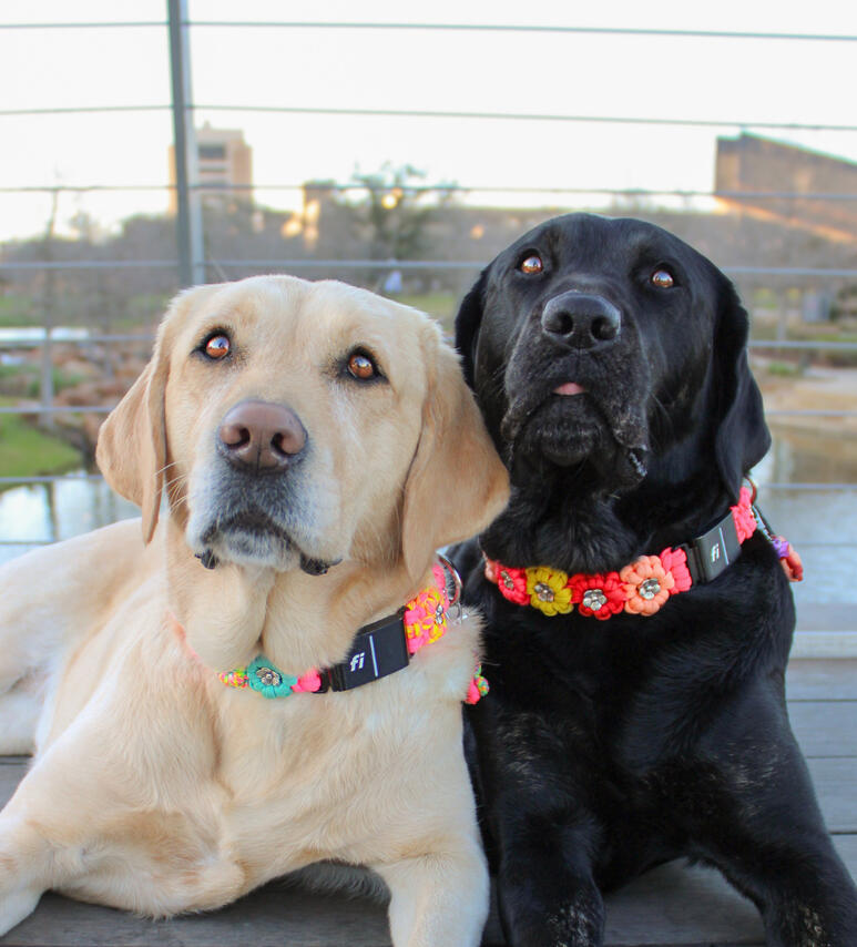 Labrador Ladies
