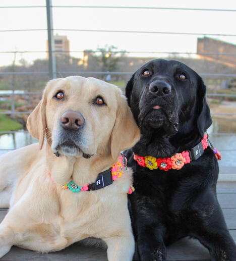 Labrador Ladies Labrador Ladies