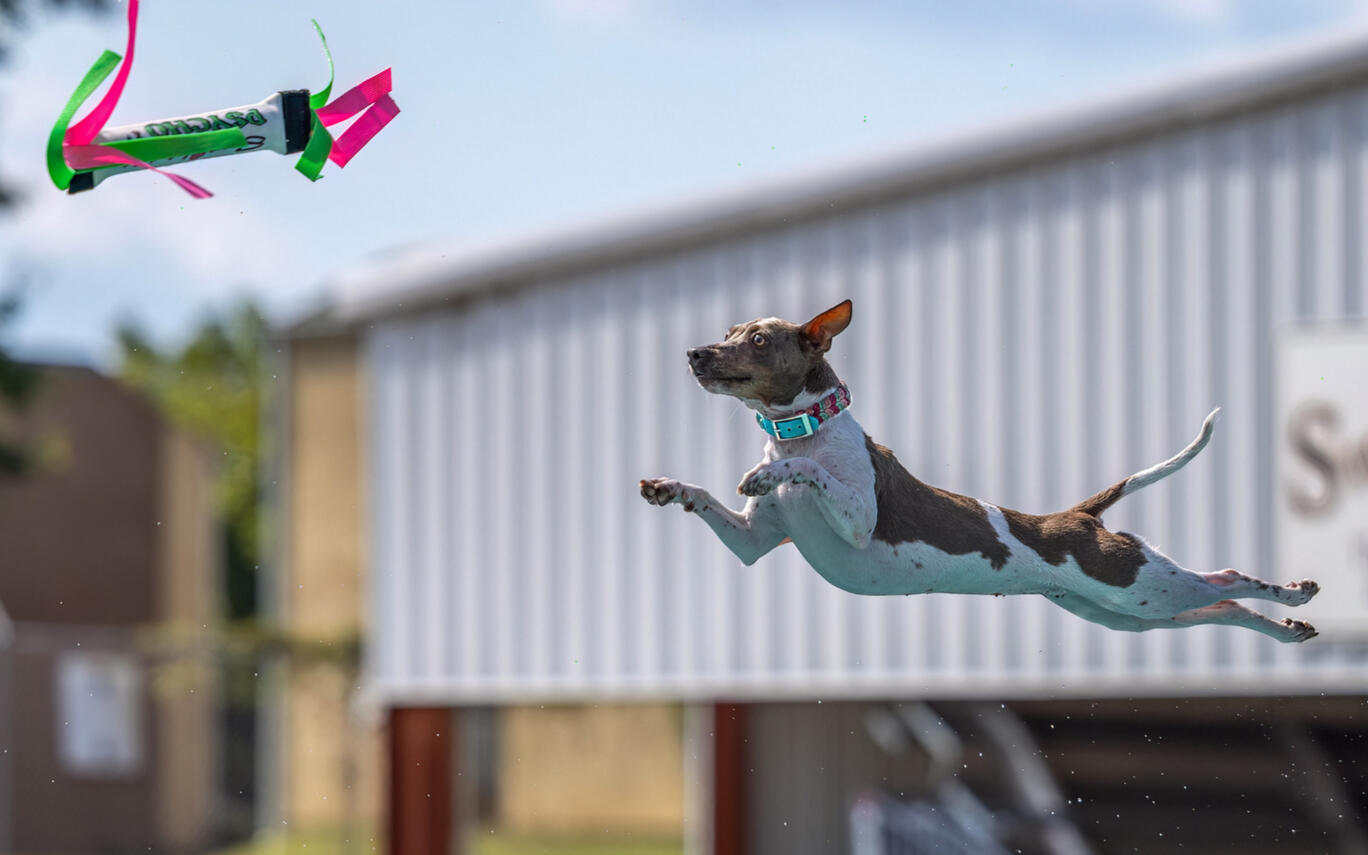 Flying Iris