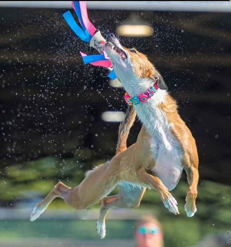 Salsa Jumps Salsa Jumps