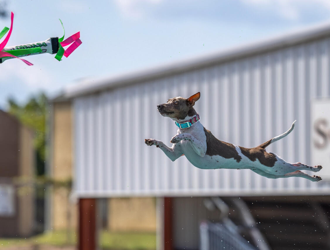 Flying Iris Flying Iris