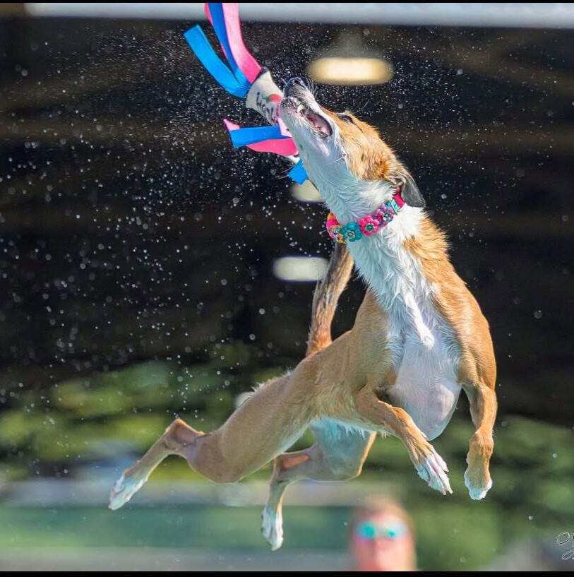 SalsaJumps
